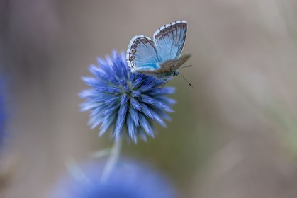 Chardon, Carduus defloratus