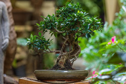 Bonsai Center