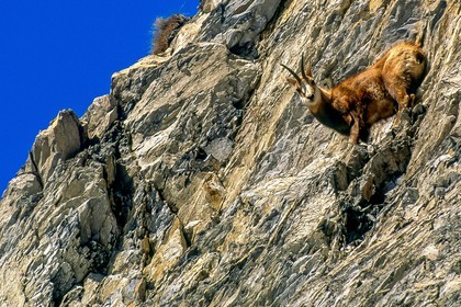 Chamois
