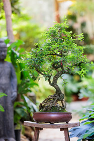 Bonsai Center