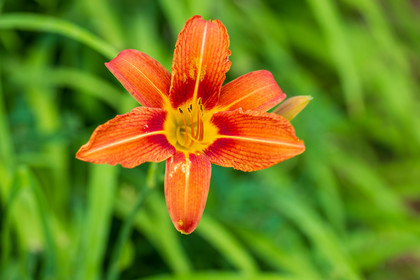 Flore