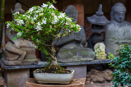 Bonsai