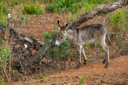 Faune corse