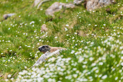 Marmotte