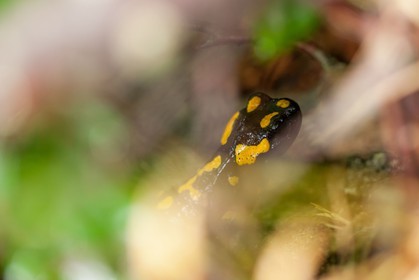 Salamandre de Corse