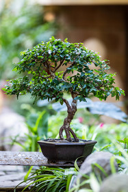 Bonsai