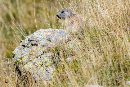 Marmotte