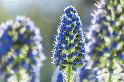 Flore Méditerranéenne