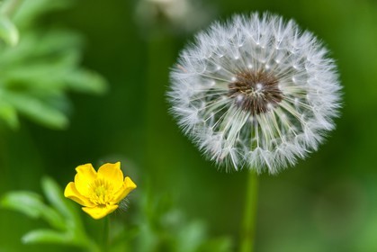 Pissenlit dit Taraxacum