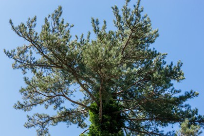 Bavella