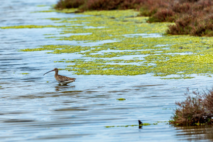 Salins d'Hyères