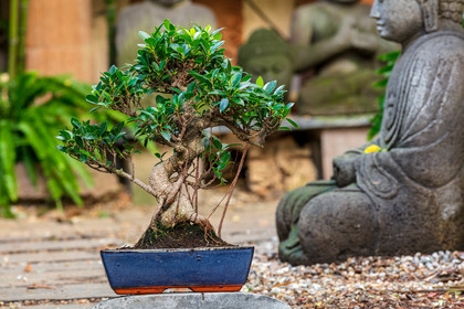 Bonsai