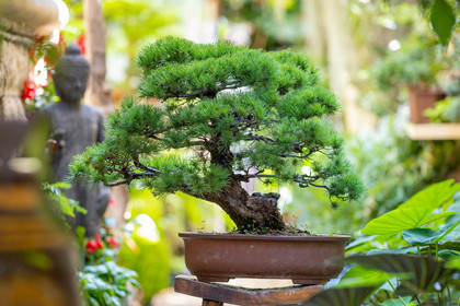 Bonsai