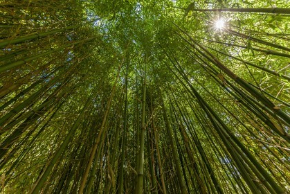 Flore Méditerranéenne