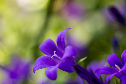 flore