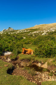 Plateau du Coscione