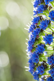 Flore Méditerranéenne