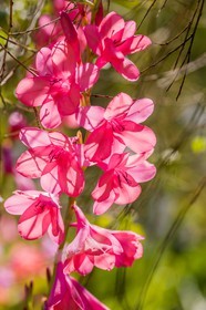 Watsonia de Mérian,  Watsonia meriana