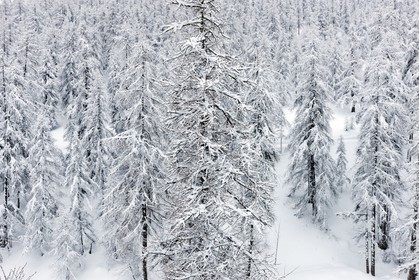 Forêt enneigée
