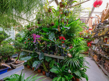 Bonsai Center