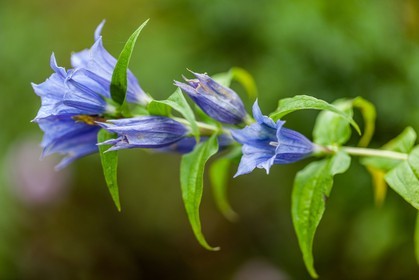 Flore corse