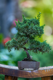 Bonsai