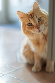 Chat