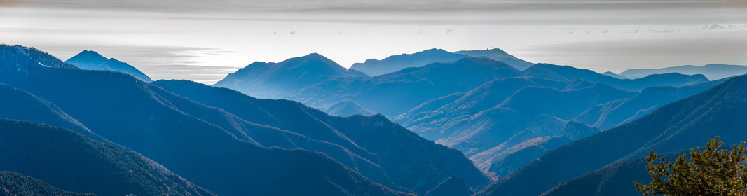 Turini