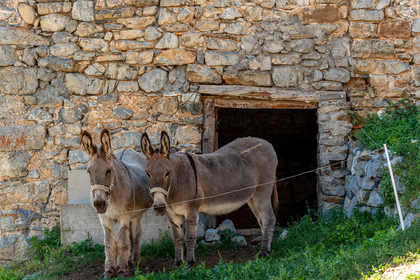 Faune Corse