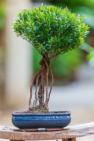 Bonsai