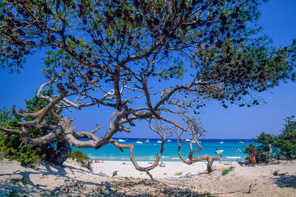 Saleccia