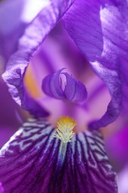 Iris, Iris haynei
