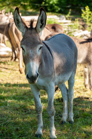 Faune Corse