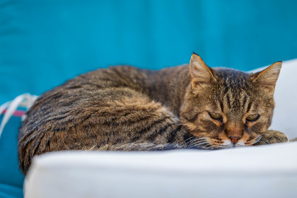 Chat