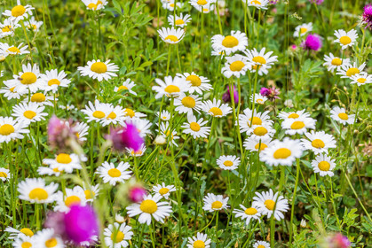 Flore alpine