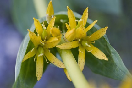 Gentiane jaune, Gentiana lutea.