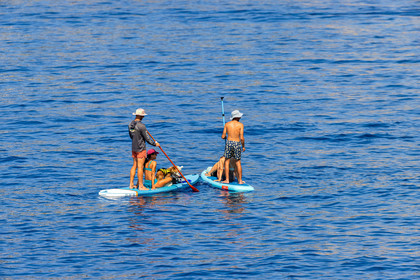 Paddle
