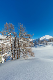 Isola 2000