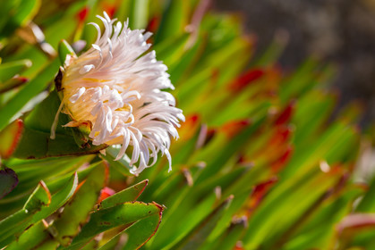 Flore Méditerranéenne