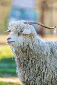 Chèvre mohair