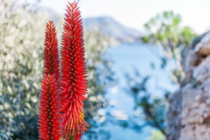 Flore méditerranéenne