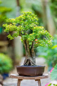 Bonsai Center