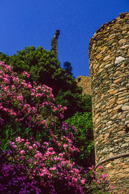 Rogliano