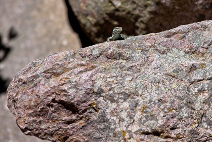 Lézard de Bedriaga, Archaeolacerta bedriagae.