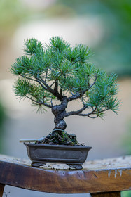 Bonsai