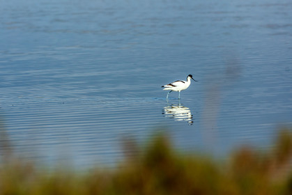 Salins d'Hyères