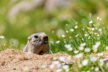 Marmotte