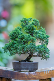 Bonsai