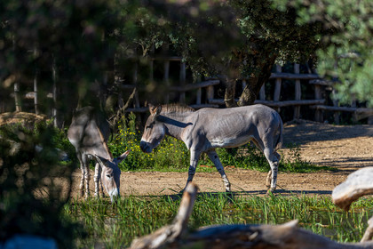 Parc animalier de la Barben