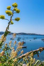 Bandol